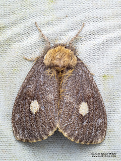 Tussock moth (Nygmia cf. guttulata) - P3092333