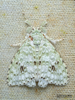 Tussock moth (Dura pseudalba) - P3092280