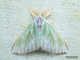 Tussock moth (Arctonis sp.) - P3092269