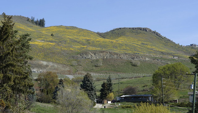 Arrowleaf balsamroot covering mountainsides this year