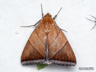Underwing moth (Artena convergens) - P3137511