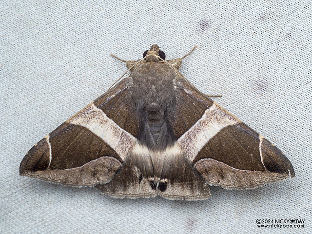Underwing moth (Bastilla crameri) - P3103549