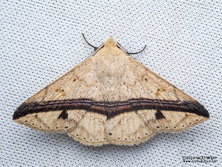 Underwing moth (Ugia eugrapha) - P3102864