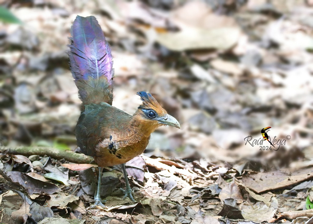 Cuco Hormiguero - Rufous-vented Ground-Cuckoo - (Neomorphus geoffroyi)