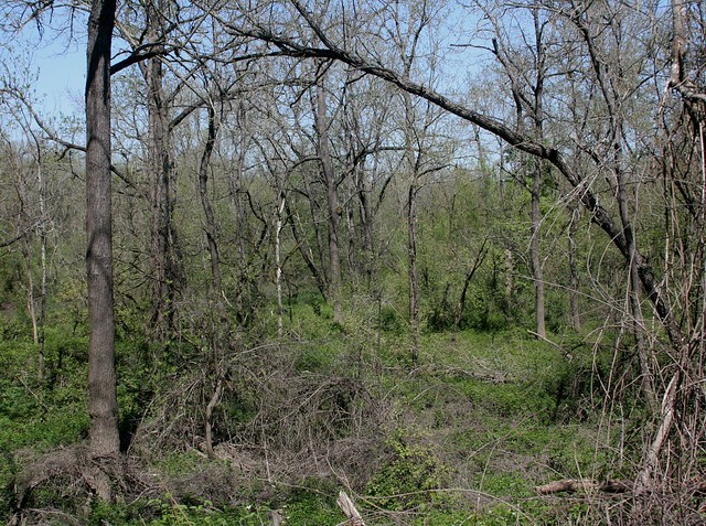 Spring Riparian Woods