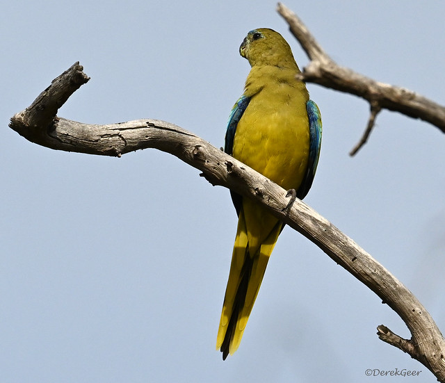 Elegant Parrot - by name and nature
