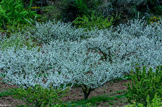 Cerezos en Flor-Valle Caderechas-Burgos Castilla Leon-04