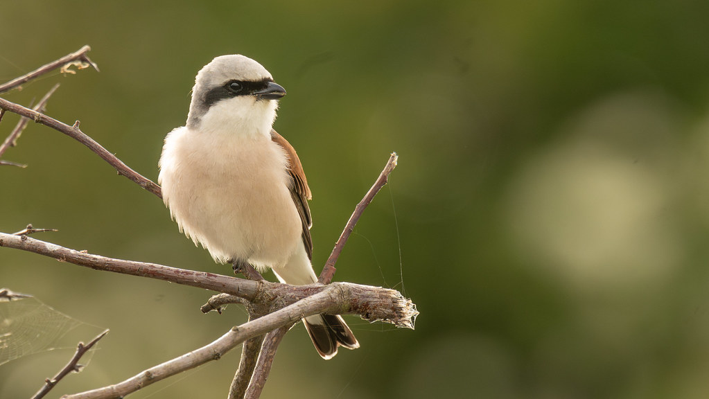 Red Backed Shrike at Grove Ferry.