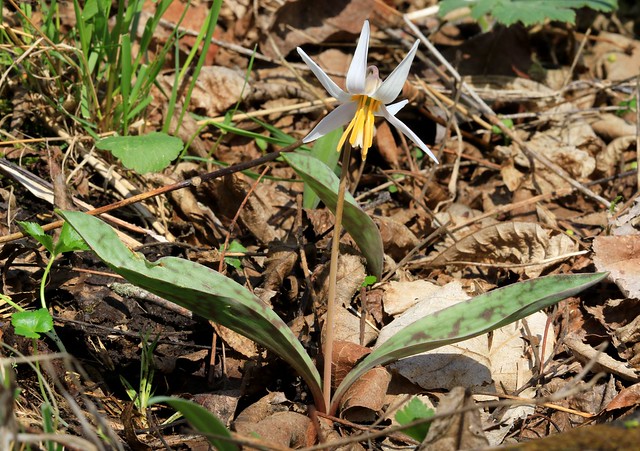 white trout lily (Erythronium albidum) at Chattahoochie Park IA 854A6470