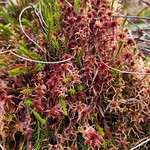 Cool red moss 