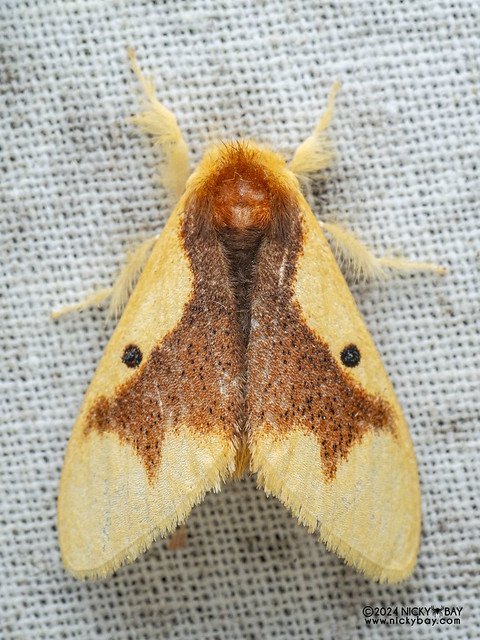 Tussock moth (Nygmia solitaria) - P3125884
