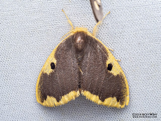 Tussock moth (Nygmiini) - P3102906