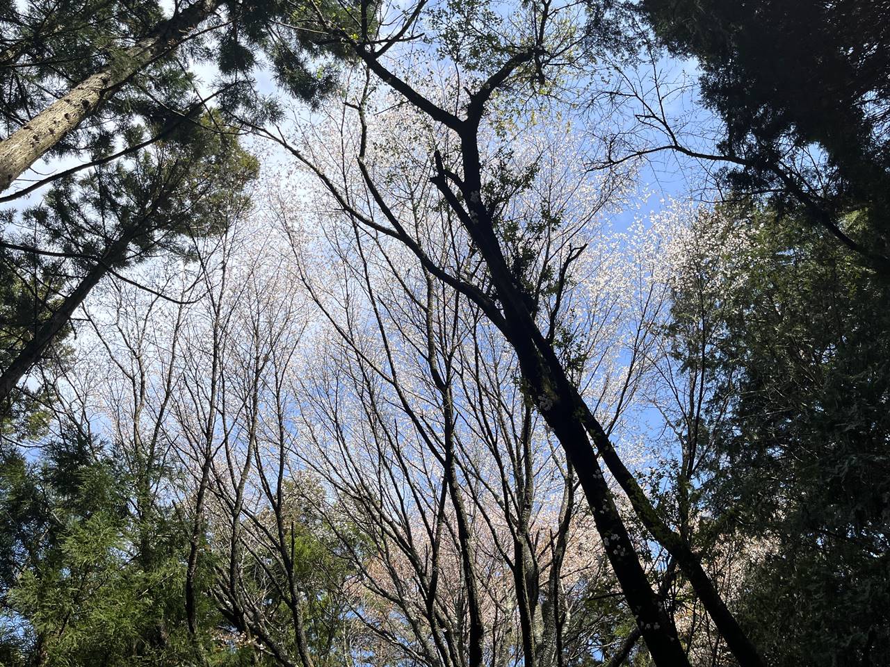 【高尾】生藤山 桜とツツジ咲く春の登山（電車・バス利用）