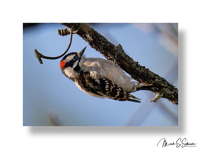 Downy Woodpecker at Shaw Nature Reserve - 04-20-24