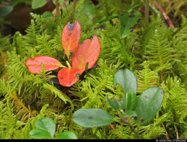 20210811_14 Lingonberry leaves & moss in Tiveden National Park, Sweden
