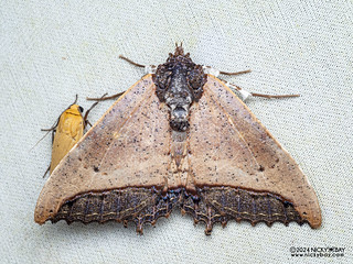 Underwing moth (Pterocyclophora ridleyi) - P3103664