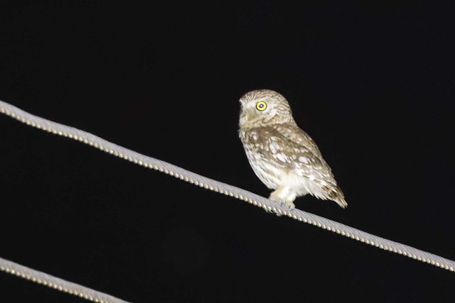 Little Owl (athene noctua)