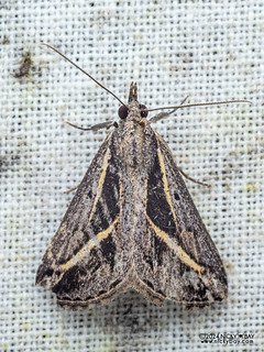 Snout moth (Hypena sp.) - P3114091