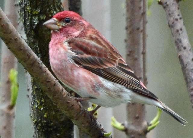 How could any female purple finch resist this guy?