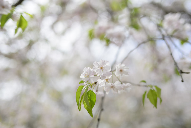 八重の枝垂桜