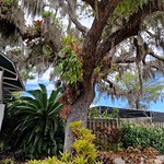Sarasota Botanical garden 