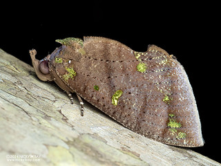 Fruit-piercing moth (Eudocima discrepans) - P3137568