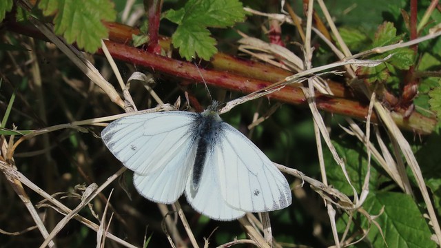 Green-veined White Butterfly
