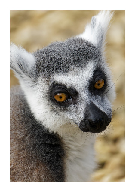 Ringtailed Lemur, Cotswold Wildlife Park