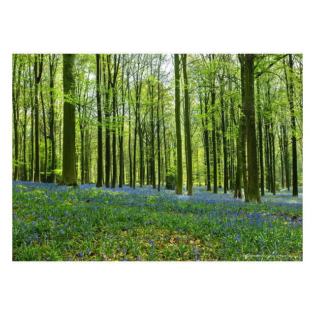 Bluebell Bliss: A Snapshot from 'Brakel Bos'
