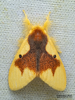 Tussock moth (Nygmia solitaria) - P3137560