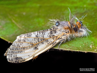 Tussock moth (Locharna limbata) - P3125868
