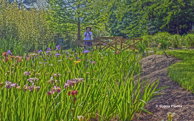 Louisiana Iris at the Georgia Coastal Botanical Gardens
