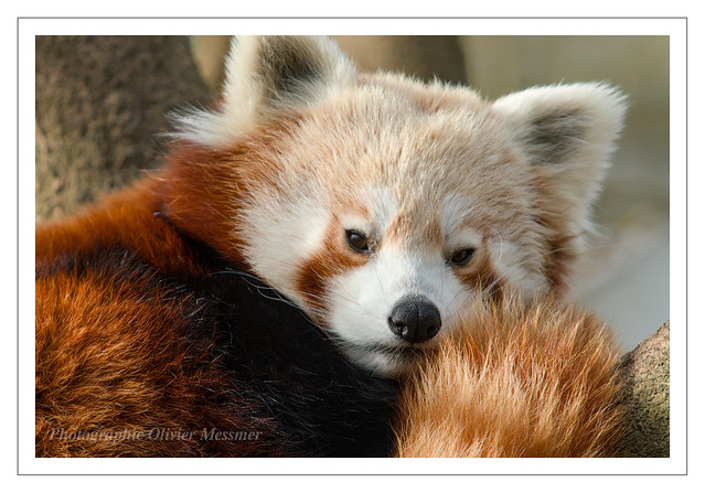 Panda roux - Ailurus fulgens