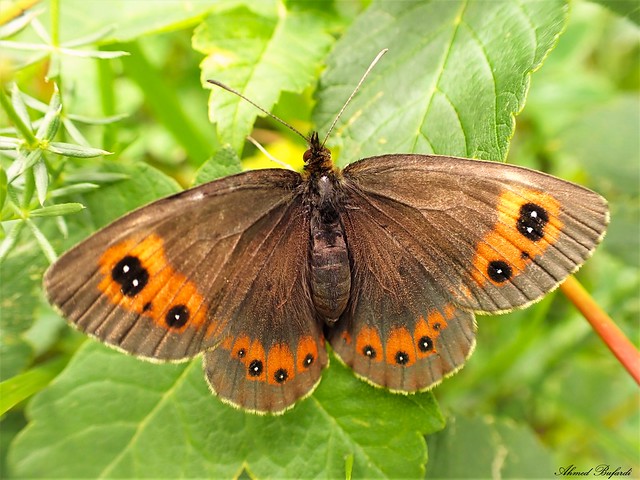 Butterfly 2241