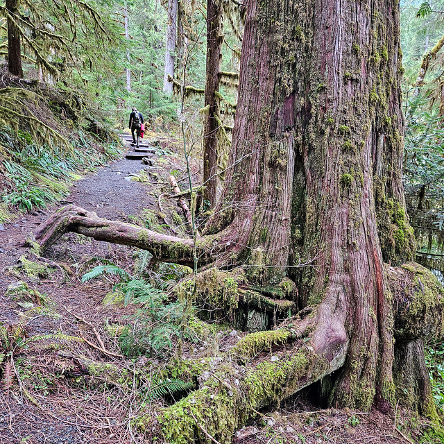 #trees of the #PNW #olympicpeninsula #staircaserapids loop #trail #🌲