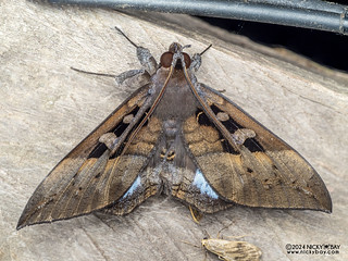 Underwing moth (Ischyja marapok) - P3137591