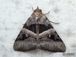 Underwing moth (Avatha pulcherrima) - P3125543