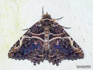 Underwing moth (Daddala microdesma) - P3114307