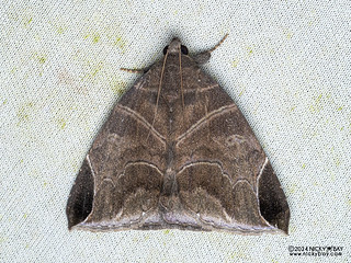 Underwing moth (Pindara illibata) - P3092362