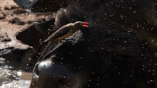 Red Billed Oxpecker