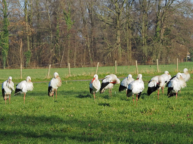 Storks in Oud Zuilen on 17-12-2023