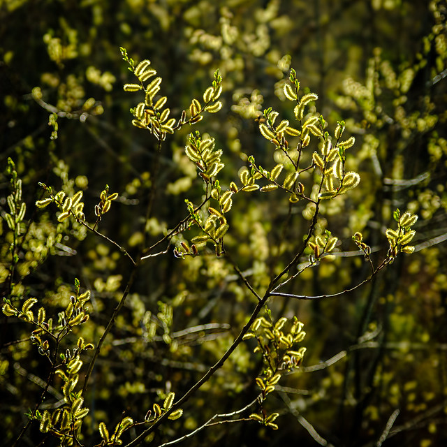 Backlit Spring Willows