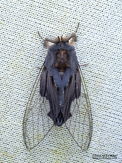 Clearwing tussock moth (Perina sunda) - P3125784
