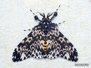 Tussock moth (Lymantria beatrix) - P3114333