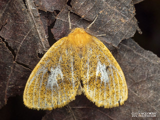 Tussock moth (Nygmiini) - P3114122