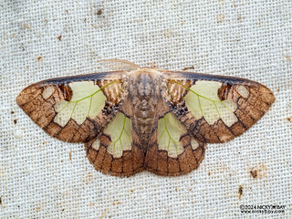 Tussock moth (Carriola witti) - P3114112