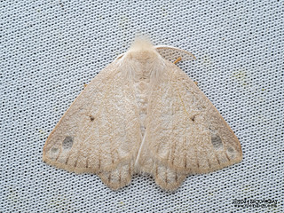 Tussock moth (Arctornis obtusa) - P3102866