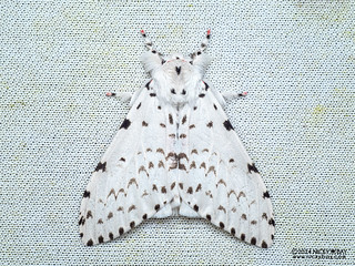 Tussock moth (Lymantria marginalis) - P3092405