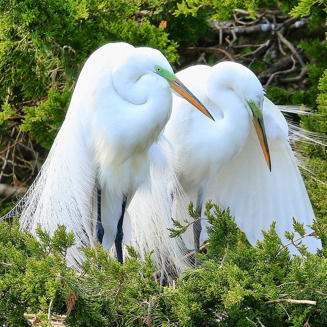 Great egret couple