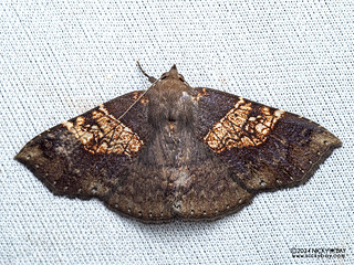 Fruit-piercing moth (Platyjionia mediorufa) - P3092071